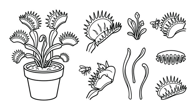 Venus flytrap anatomy and elements black and white vector illustration