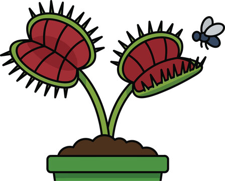 Venus flytrap catching a fly carnivorous plant illustration