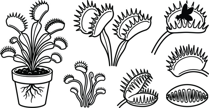 Venus flytrap line art icon set isolated on transparent background