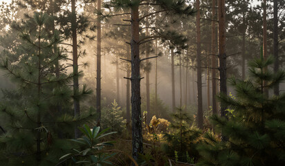 Obraz premium Mist curls between tall pine trees. Sunlight filters through the green canopy. Forest floor glows with soft, golden light. Stillness fills the woodland air