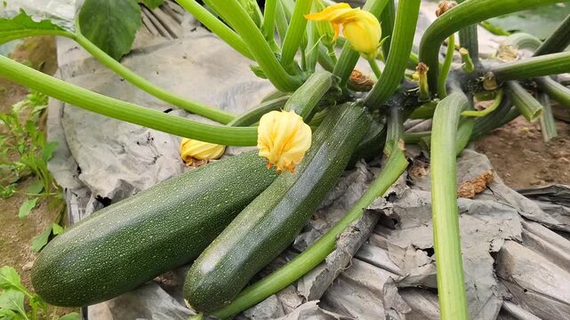Squash growing in a garden bed, garden bed with mulching sheet, squash cultivation with mulching paper or mulching sheet or mulching film technology