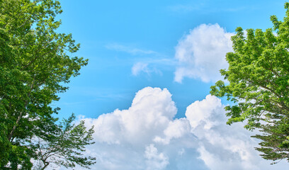 Fototapeta premium 新緑の木々と青空に広がる初夏の白い雲 Fresh green trees and white early summer clouds in the blue sky