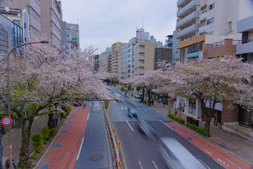 Fototapeta premium A cityscape of traffic jam at cherry street Tokyo in spring wide shot