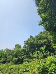 Fototapeta premium Lush green forest canopy under a clear blue sky.