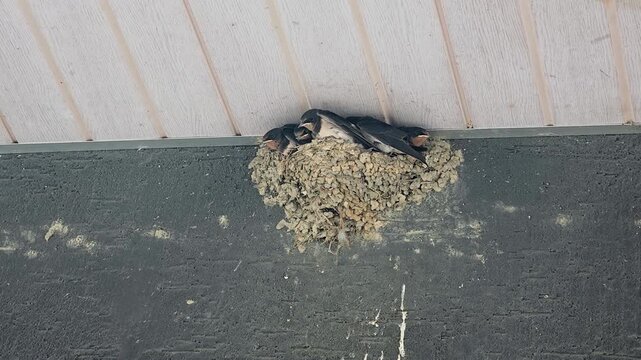 한국,제비,제비새끼,육추,새,Korea, Swallow, Swallow chick, Brooding, Bird