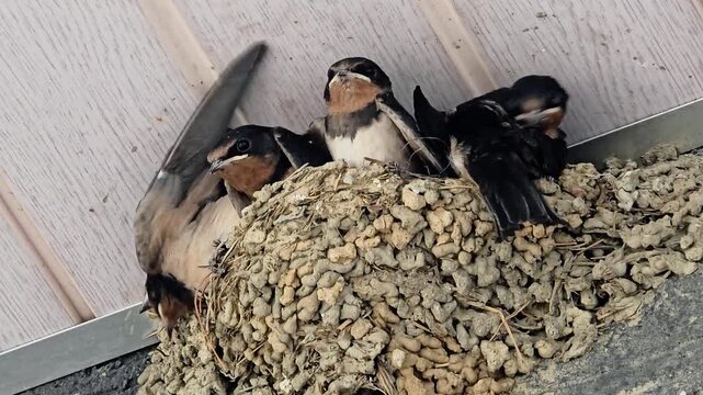 한국,제비,제비새끼,육추,새,Korea, Swallow, Swallow chick, Brooding, Bird