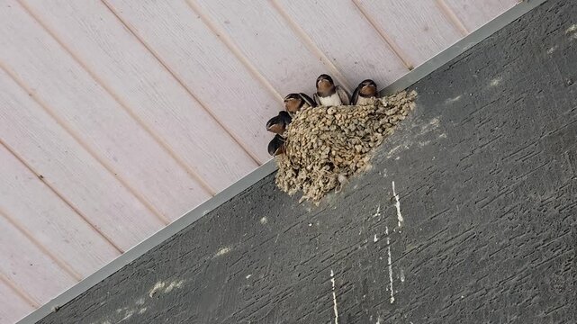 한국,제비,제비새끼,육추,새,Korea, Swallow, Swallow chick, Brooding, Bird