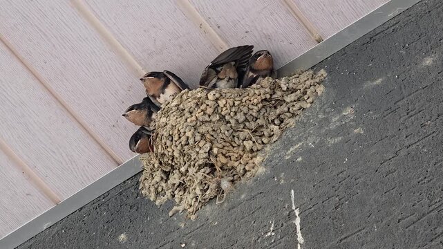 한국,제비,제비새끼,육추,새,Korea, Swallow, Swallow chick, Brooding, Bird