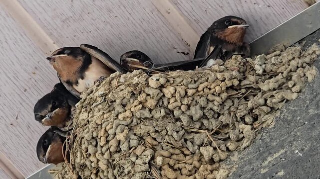 한국,제비,제비새끼,육추,새,Korea, Swallow, Swallow chick, Brooding, Bird