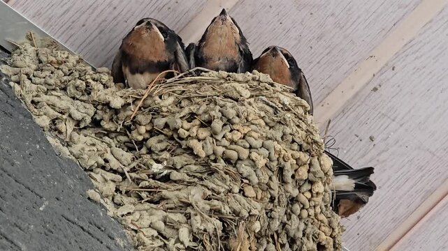 한국,제비,제비새끼,육추,새,Korea, Swallow, Swallow chick, Brooding, Bird