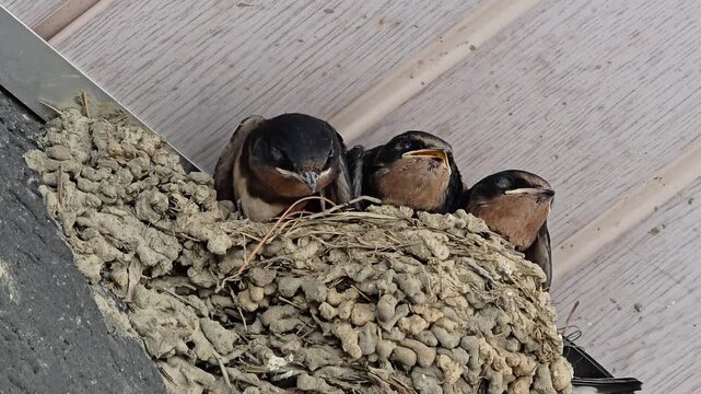 한국,제비,제비새끼,육추,새,Korea, Swallow, Swallow chick, Brooding, Bird