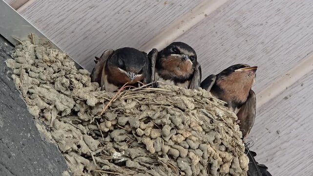 한국,제비,제비새끼,육추,새,Korea, Swallow, Swallow chick, Brooding, Bird