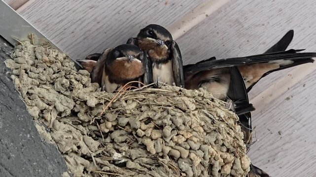 한국,제비,제비새끼,육추,새,Korea, Swallow, Swallow chick, Brooding, Bird
