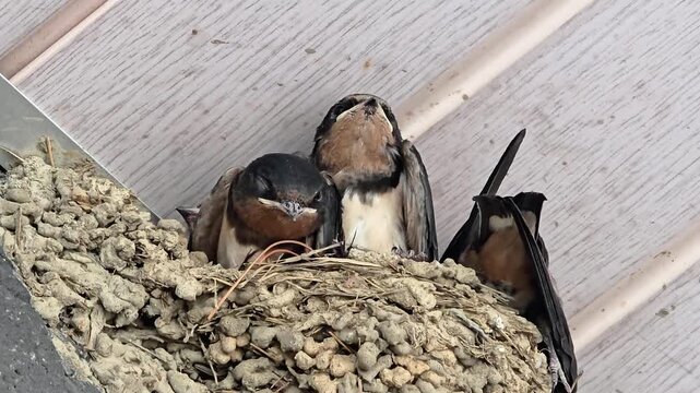 한국,제비,제비새끼,육추,새,Korea, Swallow, Swallow chick, Brooding, Bird