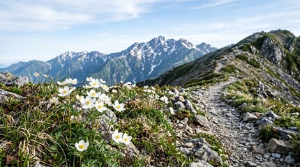 Fototapeta premium High resolution nature scene featuring anemones and distant mountains stock image for alpine travel and outdoor adventure