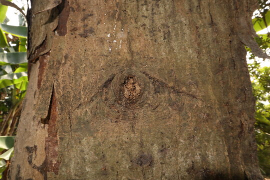 Detailed bark texture of a dead kapok tree in rural Java, Indonesia. Close-up texture of the bark surface of a dead kapok tree (Ceiba pentandra) in rural Java, Indonesia.