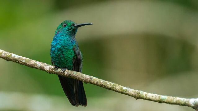 Emerald Plumage: Green Mango Hummingbird