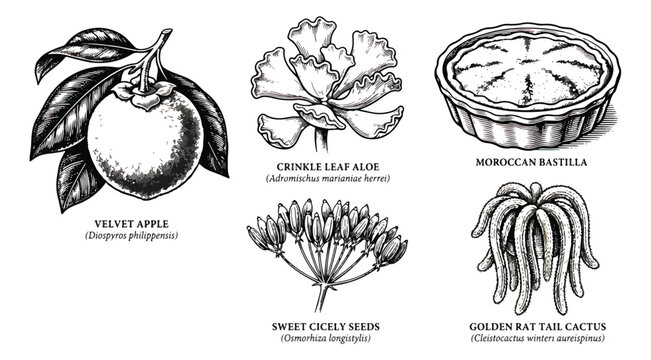 Vintage botanical engraving set, 5 hand drawn vector illustrations of velvet apple, aloe, bastilla, cicely seeds and cactus