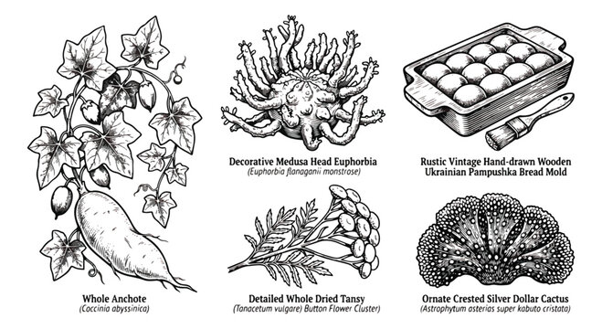 Vintage botanical illustrations set, hand drawn jicama and euphorbia plants, rustic pampushka bread mold and dried tansy flower, 5 vector elements