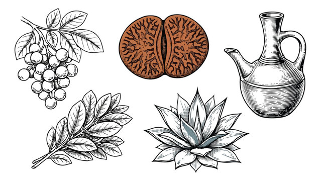 Vintage botanical illustration set, hand drawn coffee branch and lithops succulent, traditional jebena coffee pot vector, engraved herbal elements