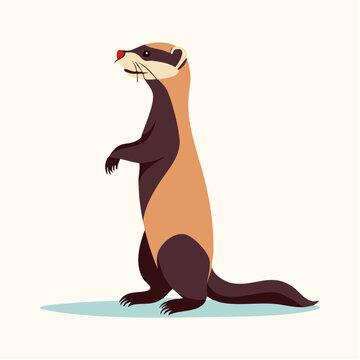 Illustration of a standing ferret