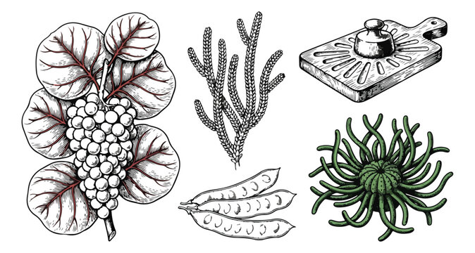 Vintage botanical illustration set, hand drawn sea grape and coastal plants, antique engraving of marine flora and wooden press, 5 vector elements