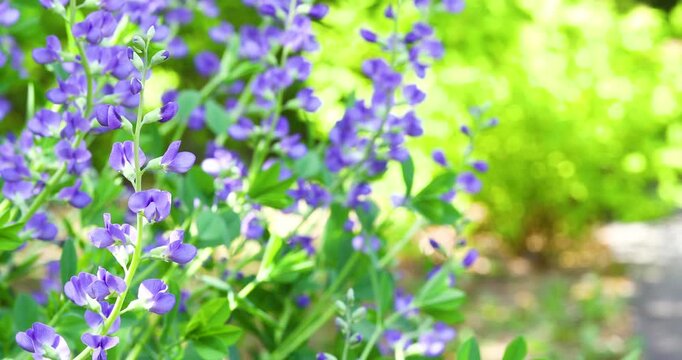 Beautiful blue false indigo flowers blooming with right copy space