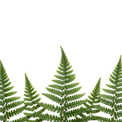 Obraz premium Delicate green fern fronds with intricate leaflets and visible veins rising from the bottom edge against a transparent background, minimalist botanical study