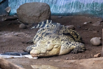 Fototapeta premium Large crocodile resting peacefully on dry ground in its enclosure at Guadalajara Zoo, Mexico. Textured skin and calm pose.