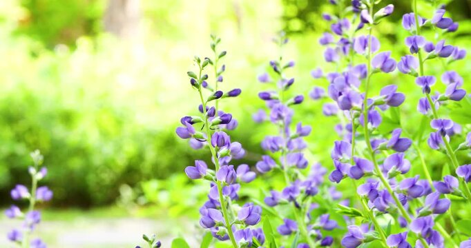 Beautiful blue false indigo flowers blooming with left copy space