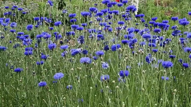 Blue flowers and flower buds of Centaurea cyanus or cornflowers plants  moving in the wind in natural light. Frontal view, unfiltered  video for environmental conservation and mindfulness.