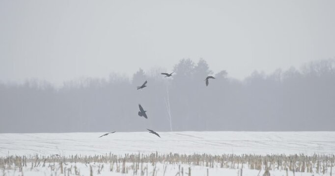 Hooded crows Corvus cornix fighting in flight across snowy winter landscape with dried crop stubble. Dark trees on horizon. Slow motion footage
