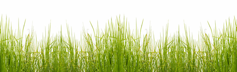 Obraz premium Brins d’herbe 