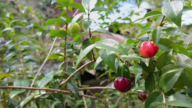 Surinam cherry fruits at different ripening stages on tree branch