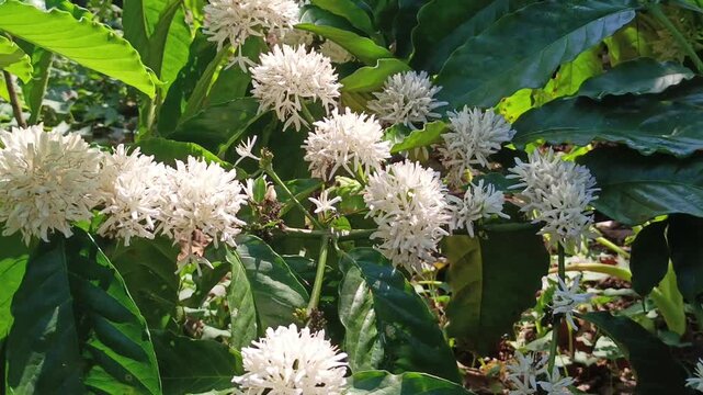 Detailed close-up view of multiple star-shaped white coffee flower clusters sitting thickly atop large, deeply ribbed plantation leaves.