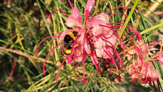 Close up video of two bumblebees feeding on pink grevillea flowers in warm sunlight. Natural pollination activity among evergreen foliage in a garden setting with detailed insect behavior.