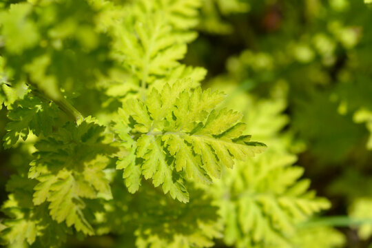 A close up shot showcasing the detailed texture of lime green and chartreuse lobed leaves on a golden feverfew plant in bright sunlight - latin name - Tanacetum parthenium Aureum