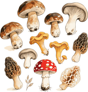Created on Beautiful Hand drawn Set of boletuses, oyster mushrooms, ceps, grebes, fly agarics, boletuses, chanterelles, honey agarics design on white background
