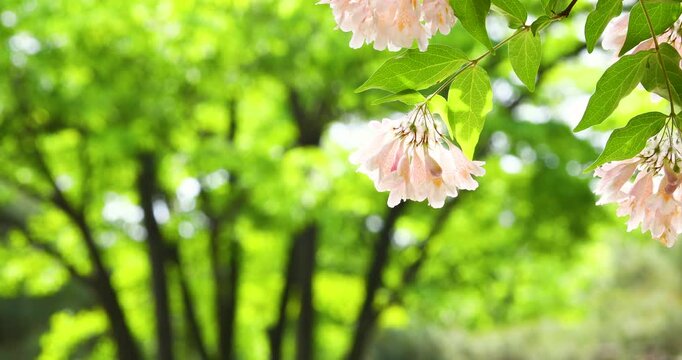 Beautiful pink dipelta flowers blooming with left copy space
