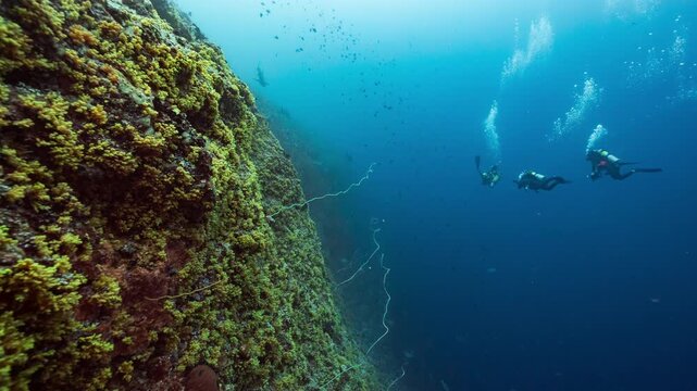 Underwater shot of SCUBA Divers swimming along the colourful coral wall of Peleliu, Palau