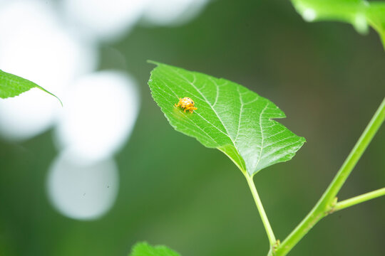A photo focusing on a single green leaf on the floor, with a beautifully blurred garden bokeh in the background