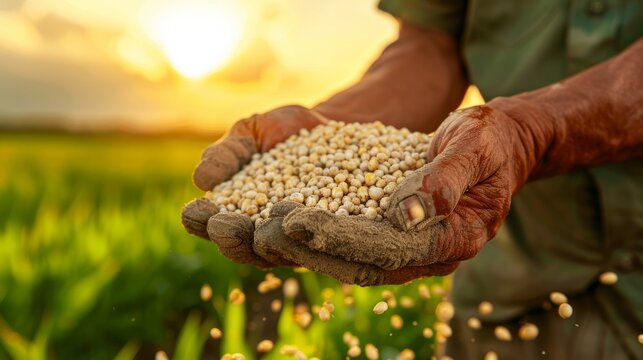 Farmer holding handful of millet seeds with sun setting over green agricultural field, showcasing the importance of sustainable farming practices in rural landscapes