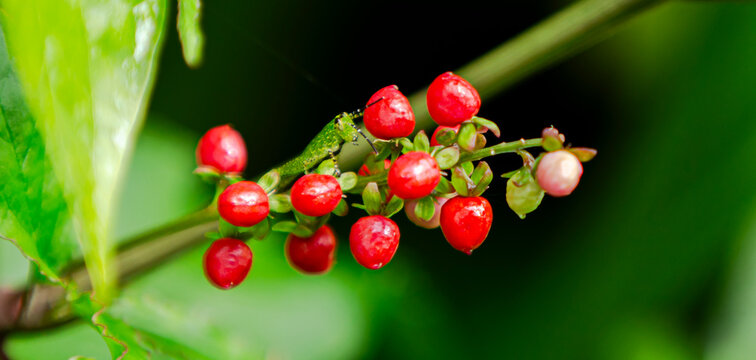 Grasshopper on red berry in the nature or in the garden