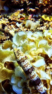 Close-up view, camouflaged reef lizardfish resting among coral and algae in the Pacific Ocean, showing tropical marine life and underwater habitat