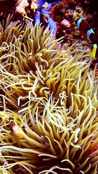 Close-up vertical underwater video shows a maroon clownfish swimming through colorful coral reef habitat in the Pacific Ocean, with sponge, anemone and tropical marine life