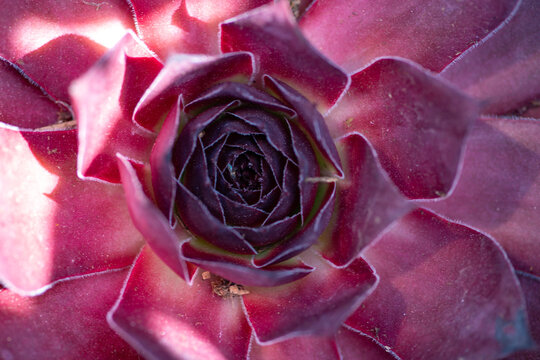 Rosette pattern shows succulent leaf symmetry. Rosette detail reveals pink macro leaves. Natural rosette growth suits garden background. Ornamental leaves frame rosette in focus.