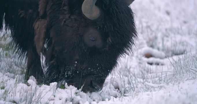 A large bison is seen shifting through the snow, grazing on the grass shoots beneath.