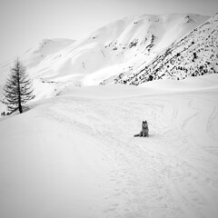 husky paesaggio in bianco e nero © Danilo