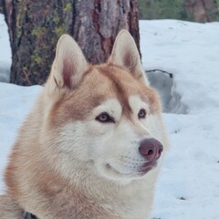 ritratto di husky © Danilo