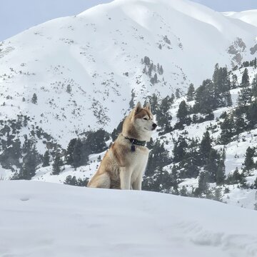 husky principe delle nevi